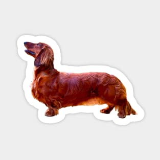 Dachshund Long Haired Mini Shaded Red Dog Sticker